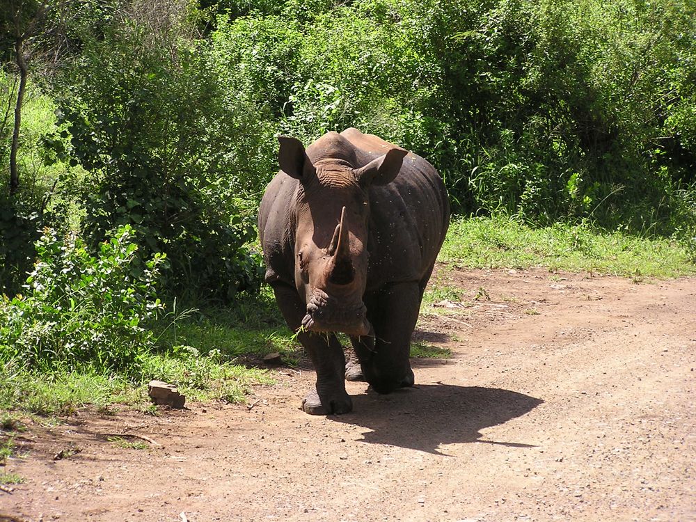 Breitmaulnashorn im Krüger Nat. Park von Diana Herold 