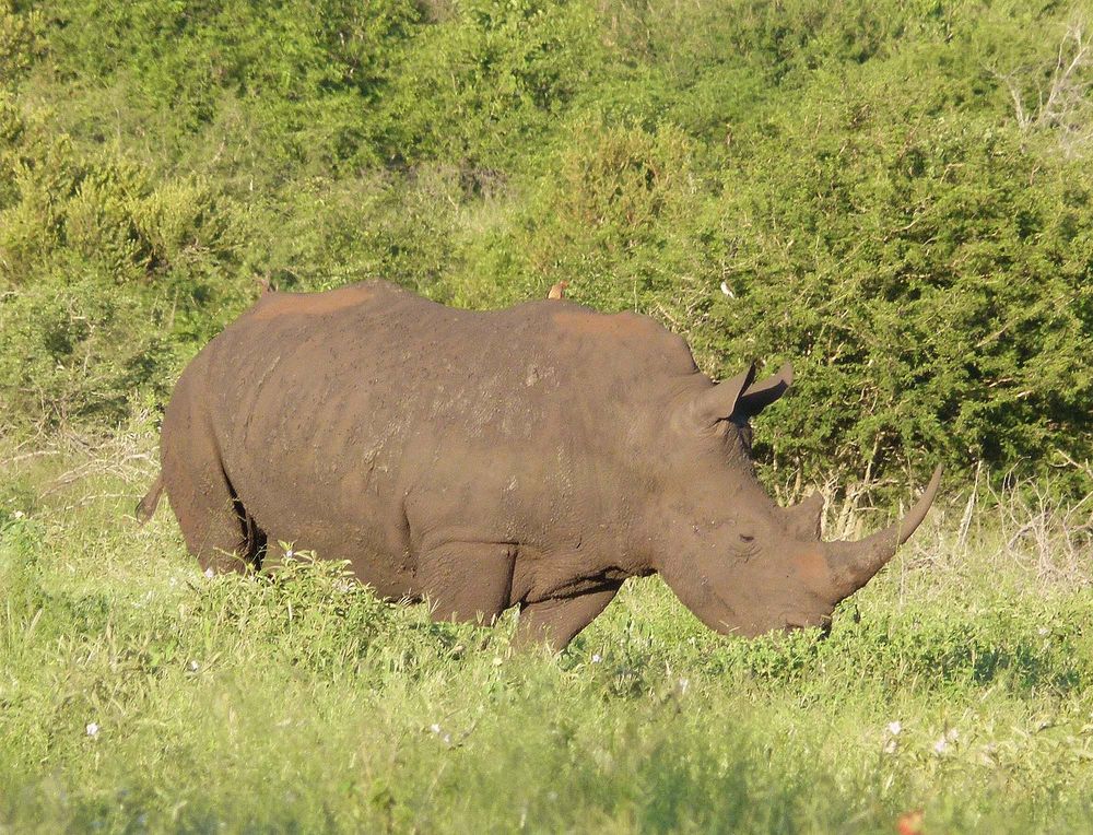 Breitmaulnashorn im Krügernationalpark