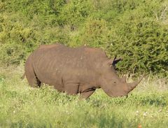 Breitmaulnashorn im Krügernationalpark