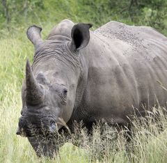 Breitmaulnashorn im Kruger Nationalpark