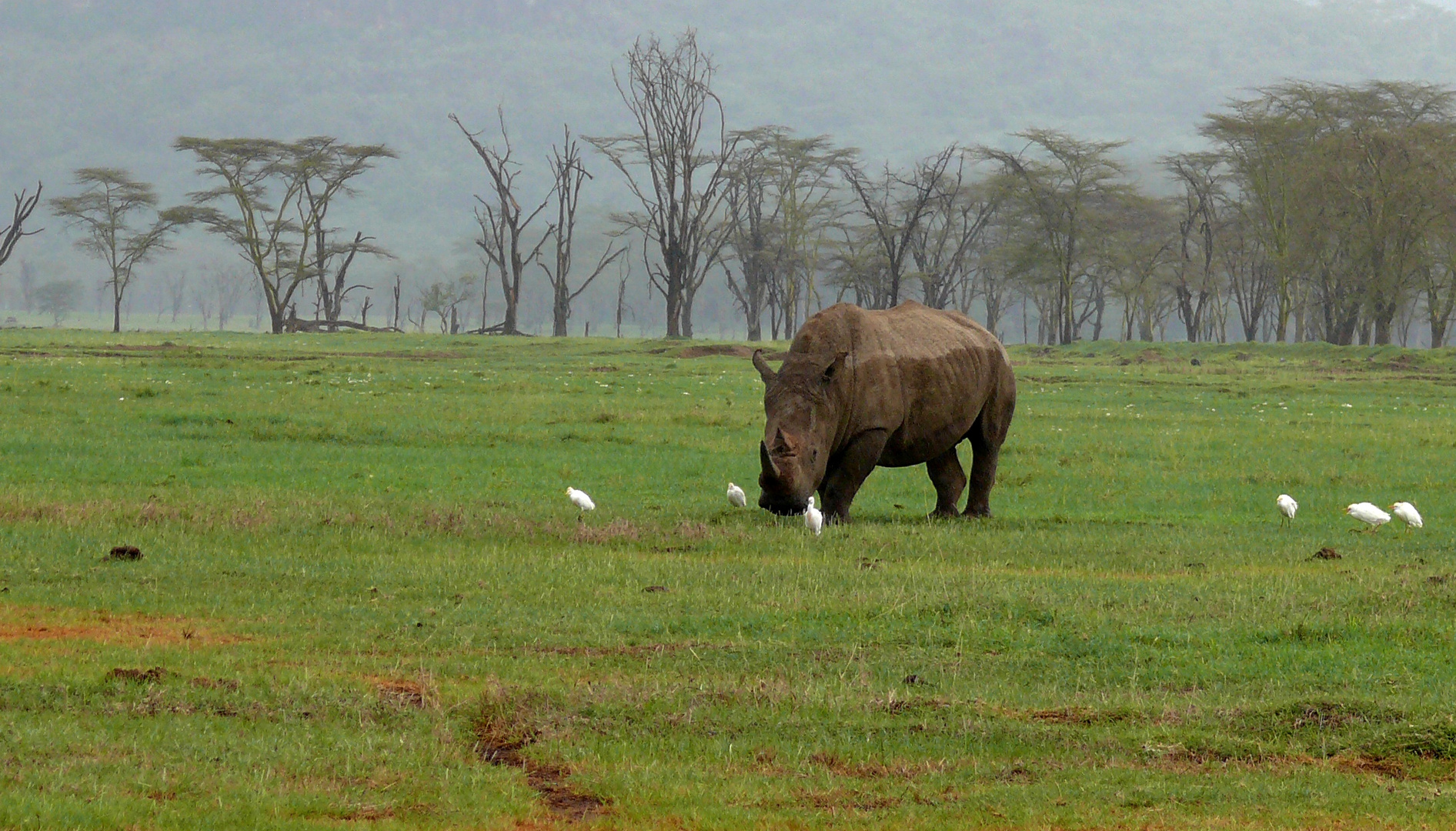 Breitmaulnashorn im Regen