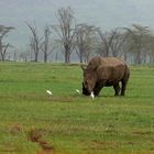 Breitmaulnashorn im Regen