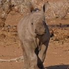 Breitmaulnashorn in Namibia