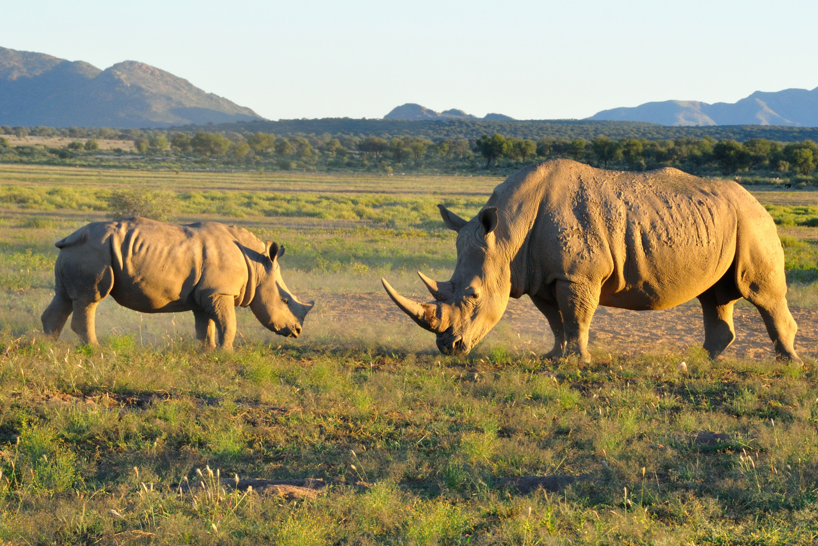 Breitmaulnashorn in Namibia