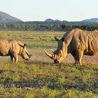 Breitmaulnashorn in Namibia