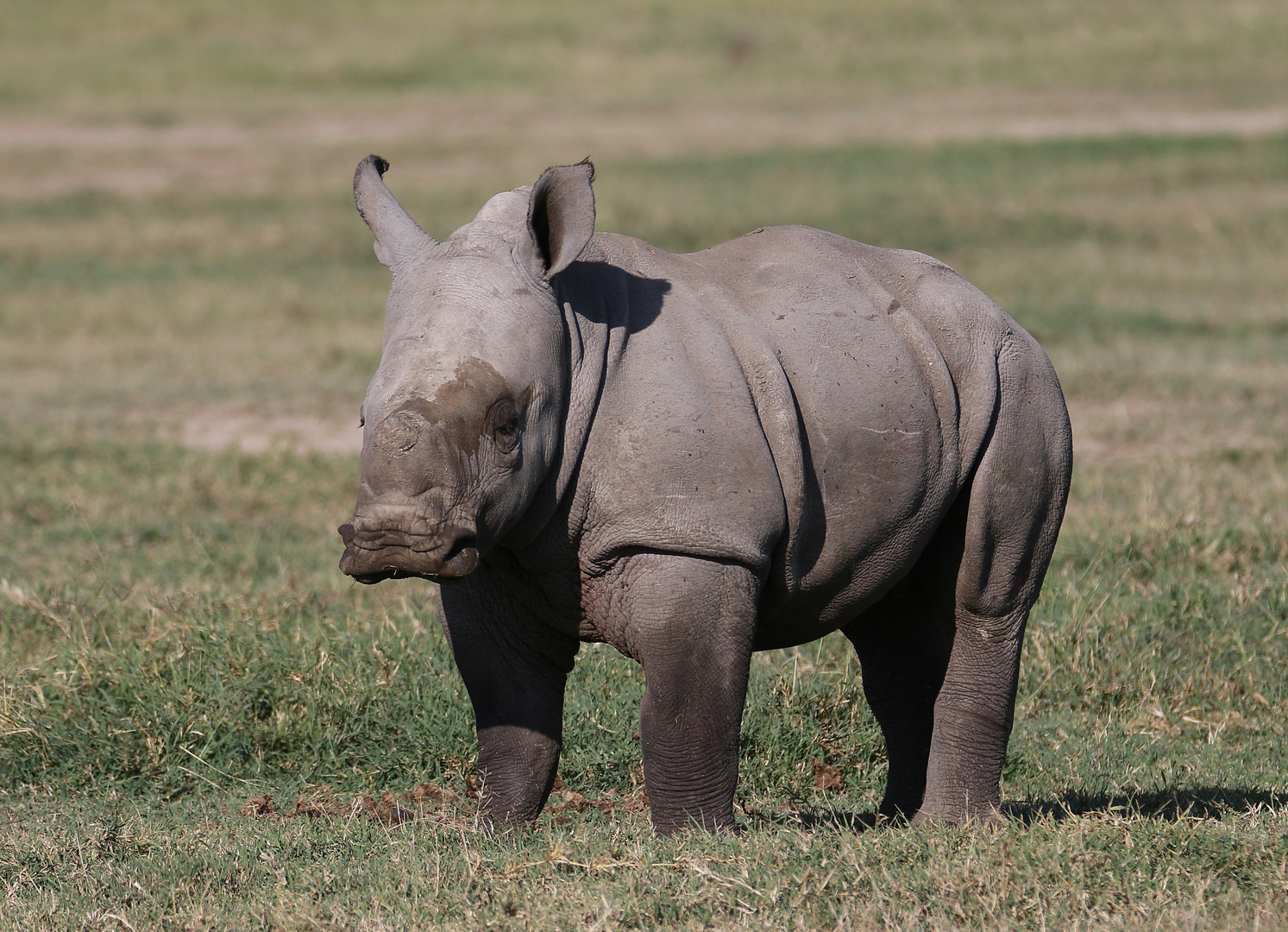 Breitmaulnashorn Junges 1