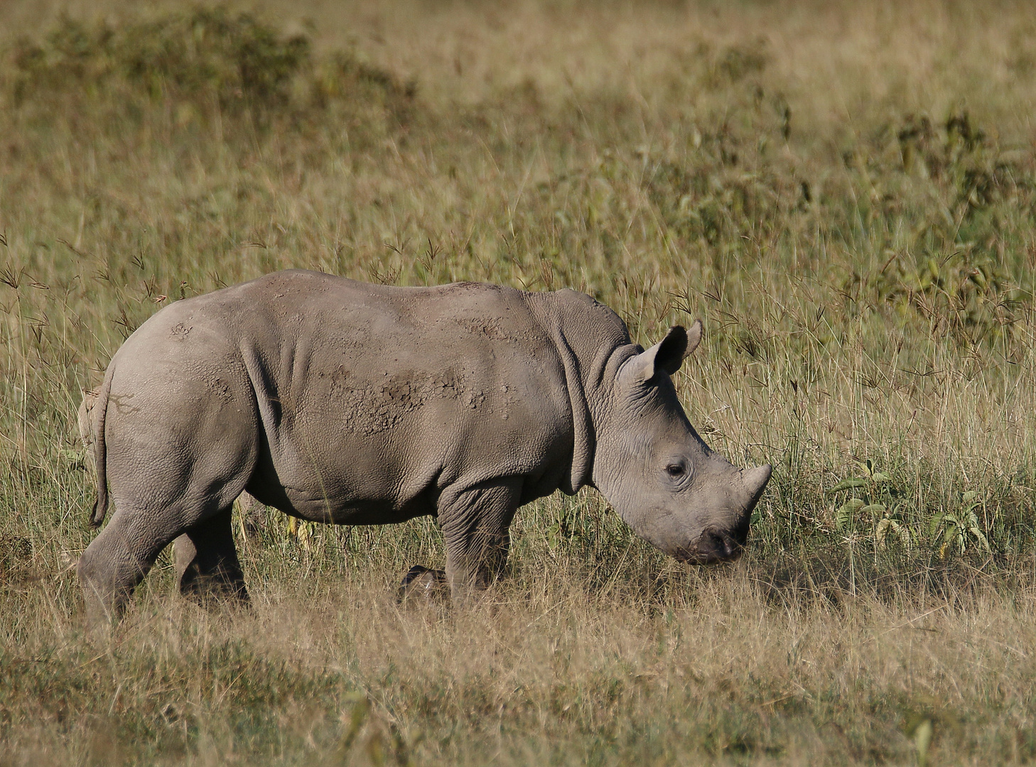 Breitmaulnashorn - Junges