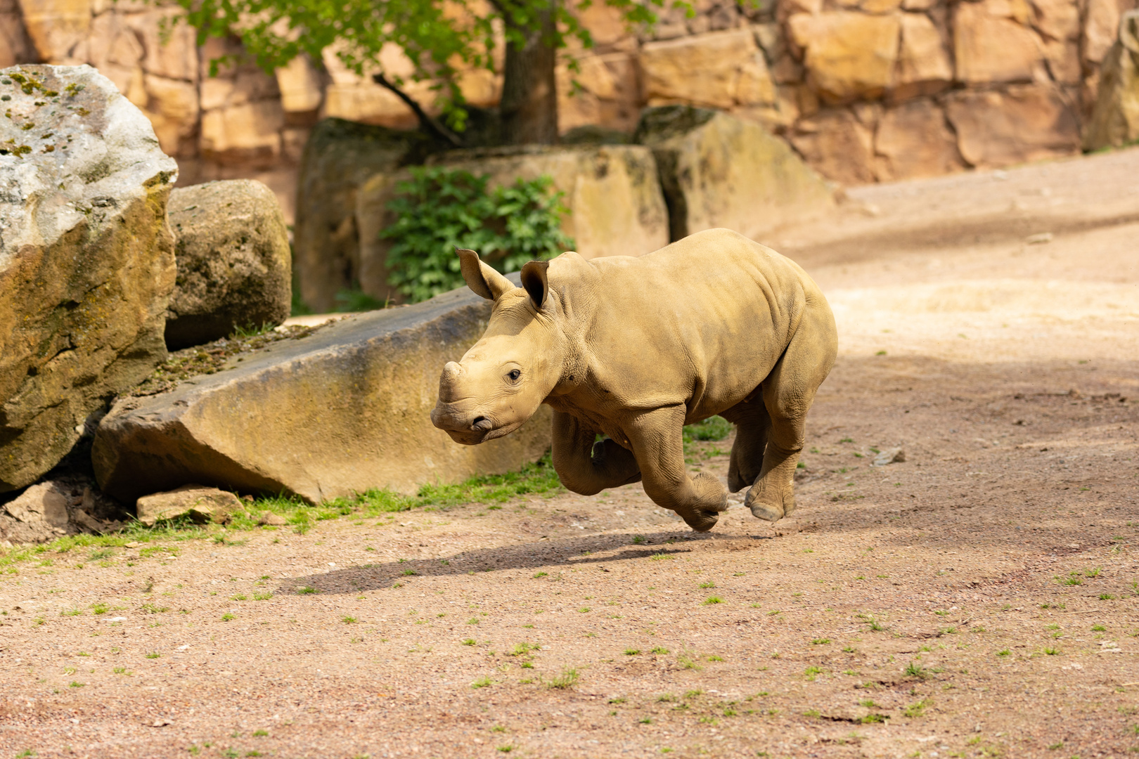 Breitmaulnashorn Lisbeth