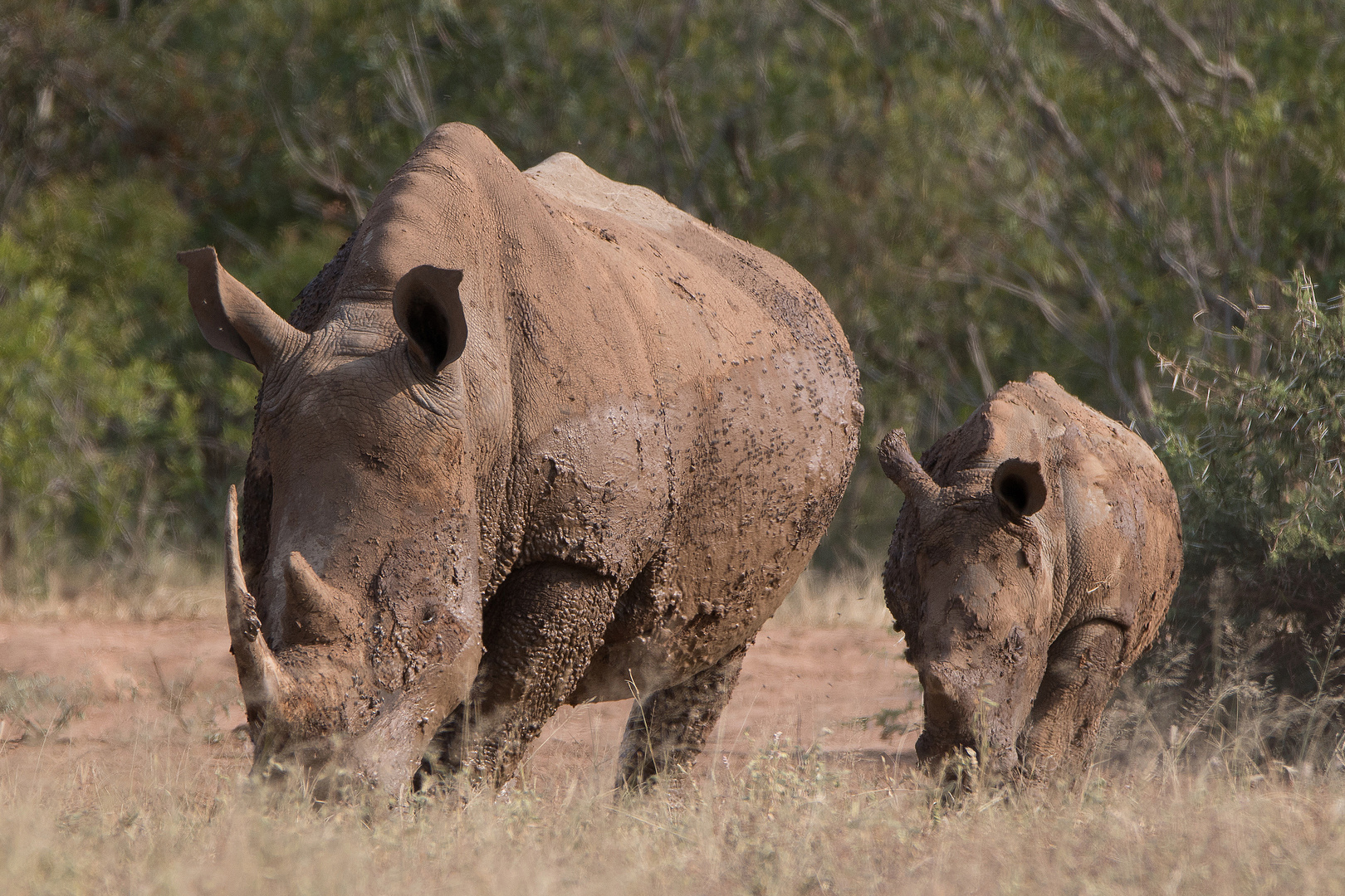 Breitmaulnashorn mit Baby (2)