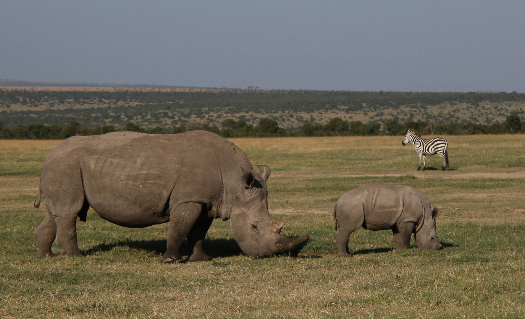 Breitmaulnashorn mit Jungem