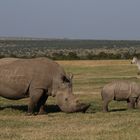 Breitmaulnashorn mit Jungem