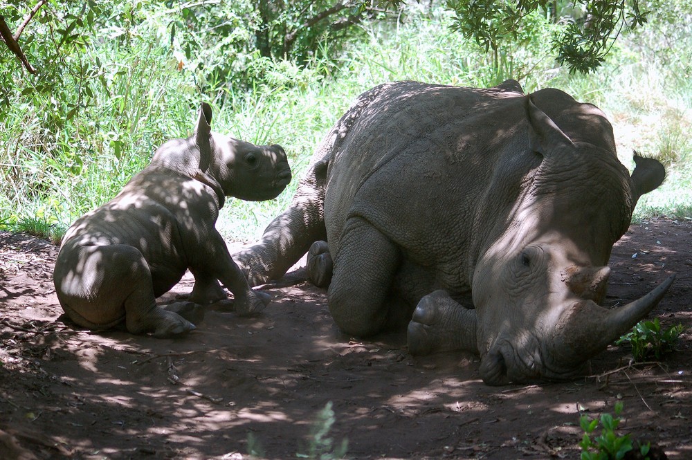 Breitmaulnashorn mit Jungtier