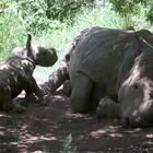 Breitmaulnashorn mit Jungtier