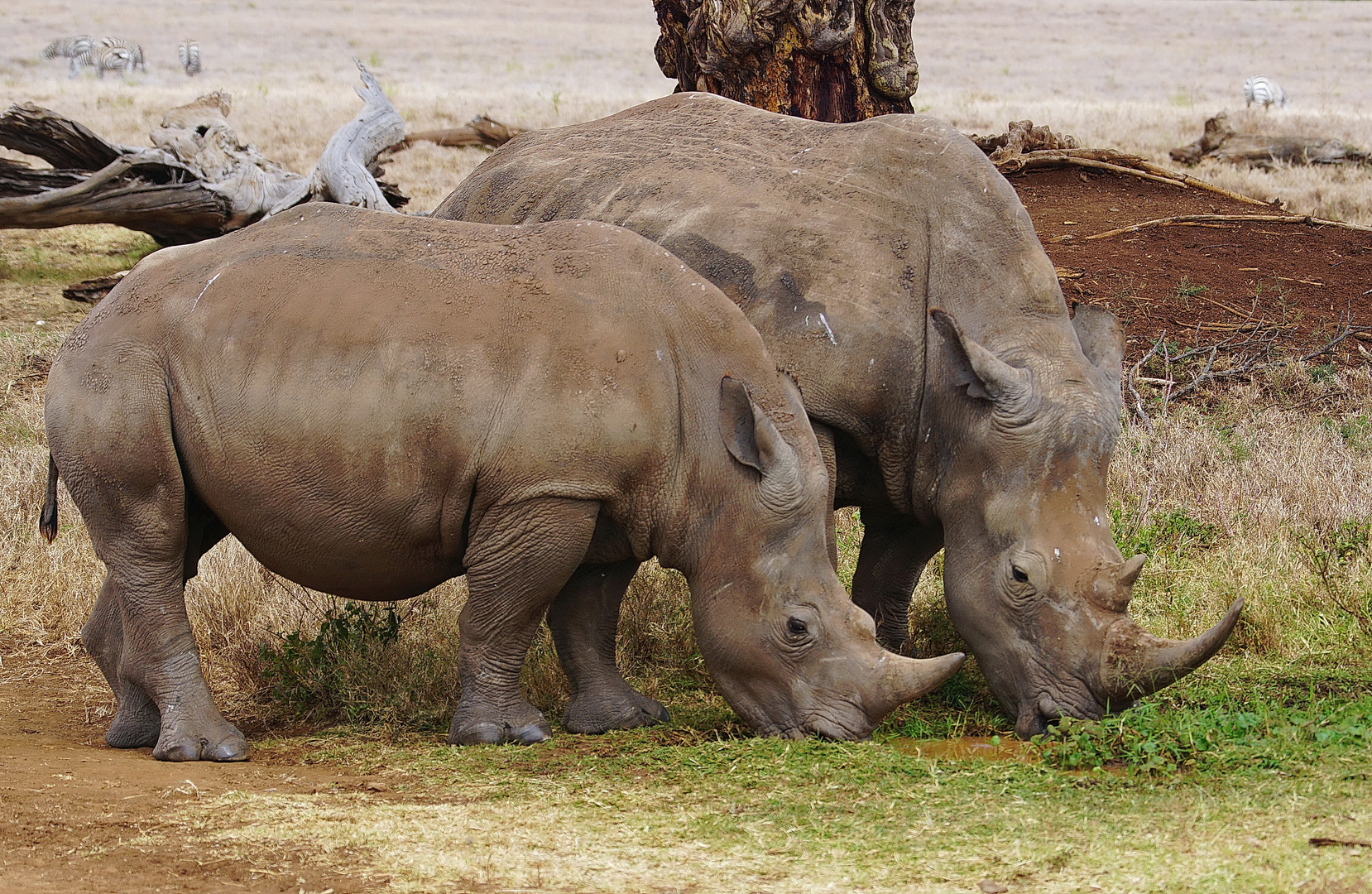 Breitmaulnashorn mit Kalb