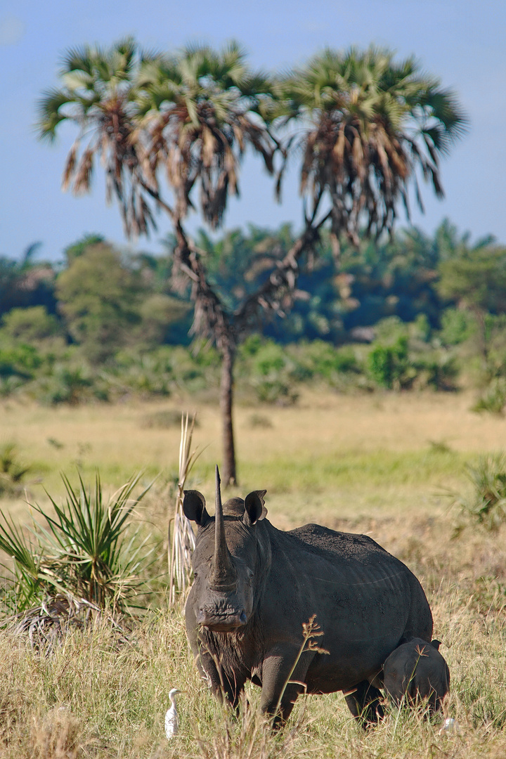 Breitmaulnashorn mit Kalb