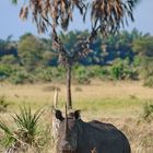 Breitmaulnashorn mit Kalb