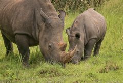 Breitmaulnashorn, Mutter mit Kind