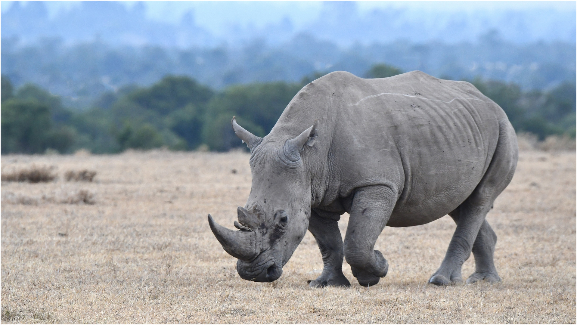 Breitmaulnashorn  (Ol Pejeta Reservat - Kenia)