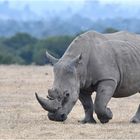 Breitmaulnashorn  (Ol Pejeta Reservat - Kenia)