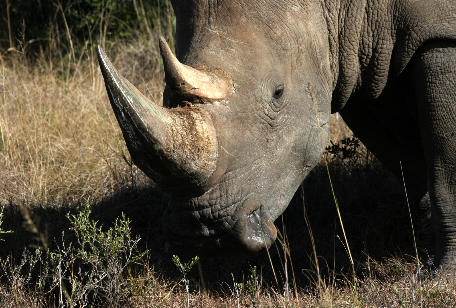 Breitmaulnashorn Portrait