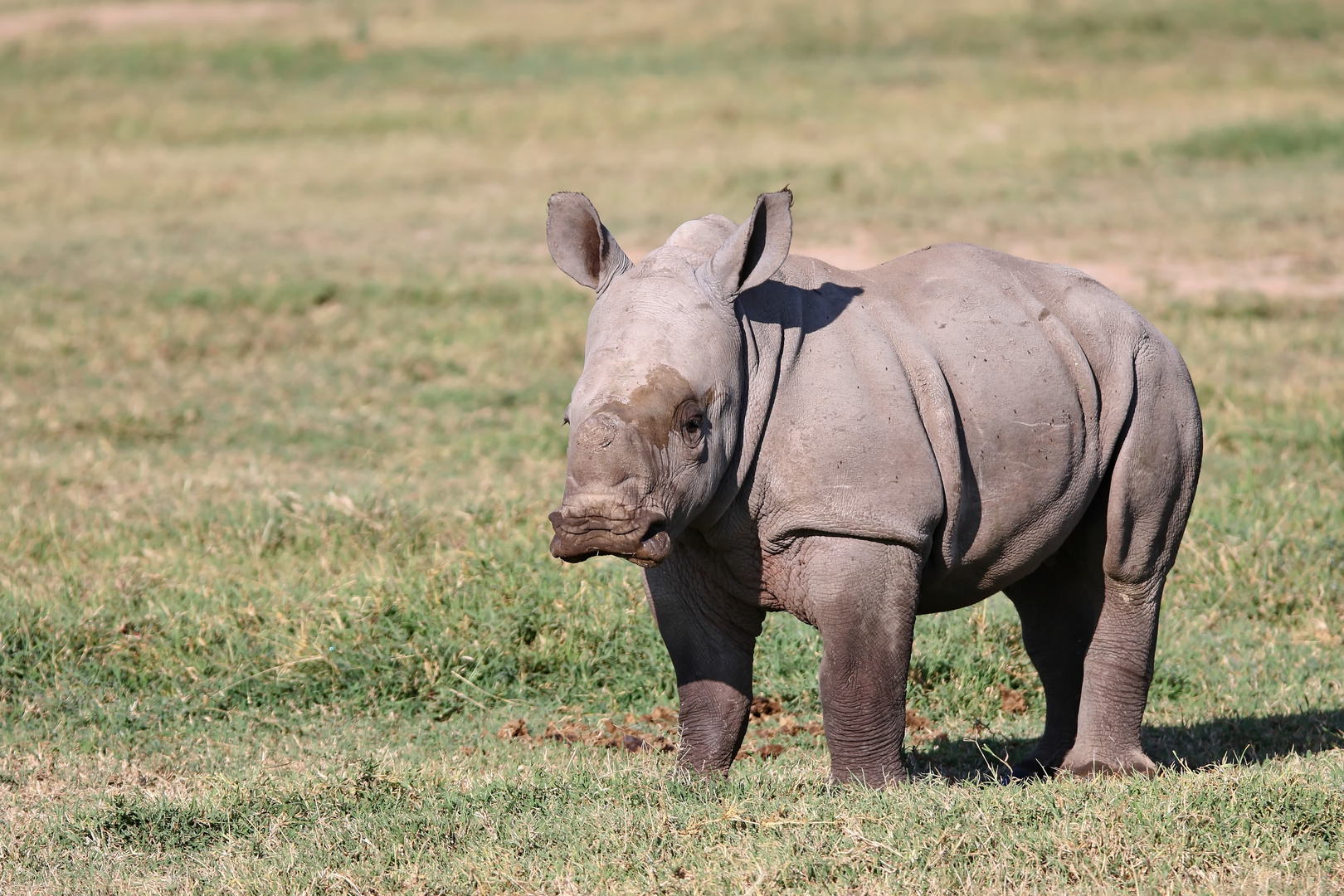 Breitmaulnashorn-Schmollschnute :-)