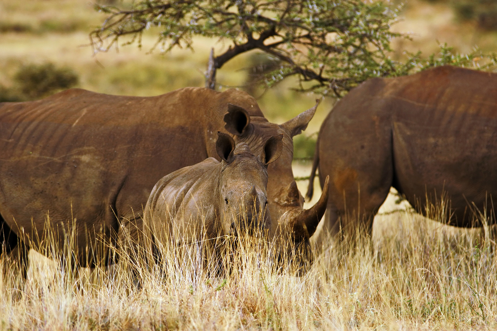 Breitmaulnashorn (White Rhino)