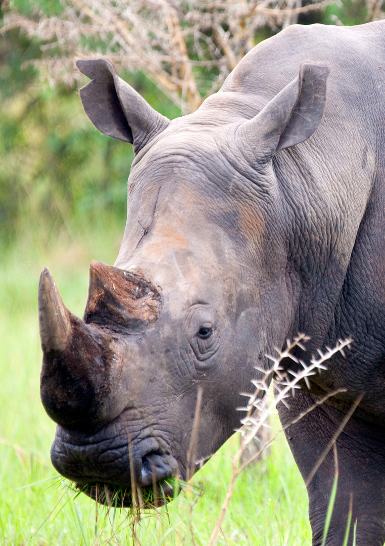 Breitmaulnashorn (White Rhino) in Uganda