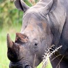 Breitmaulnashorn (White Rhino) in Uganda