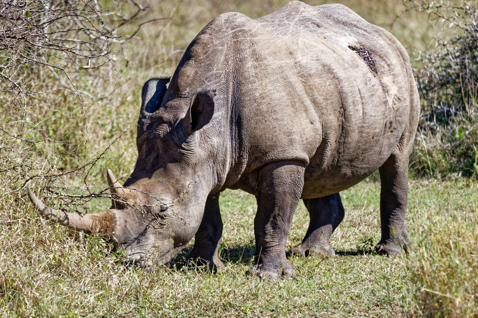 Breitmaulnashorn_2