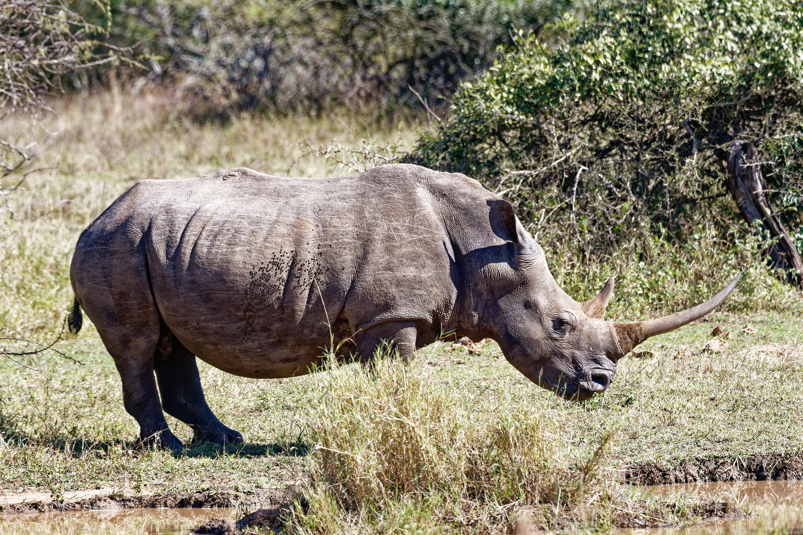 Breitmaulnashorn_3