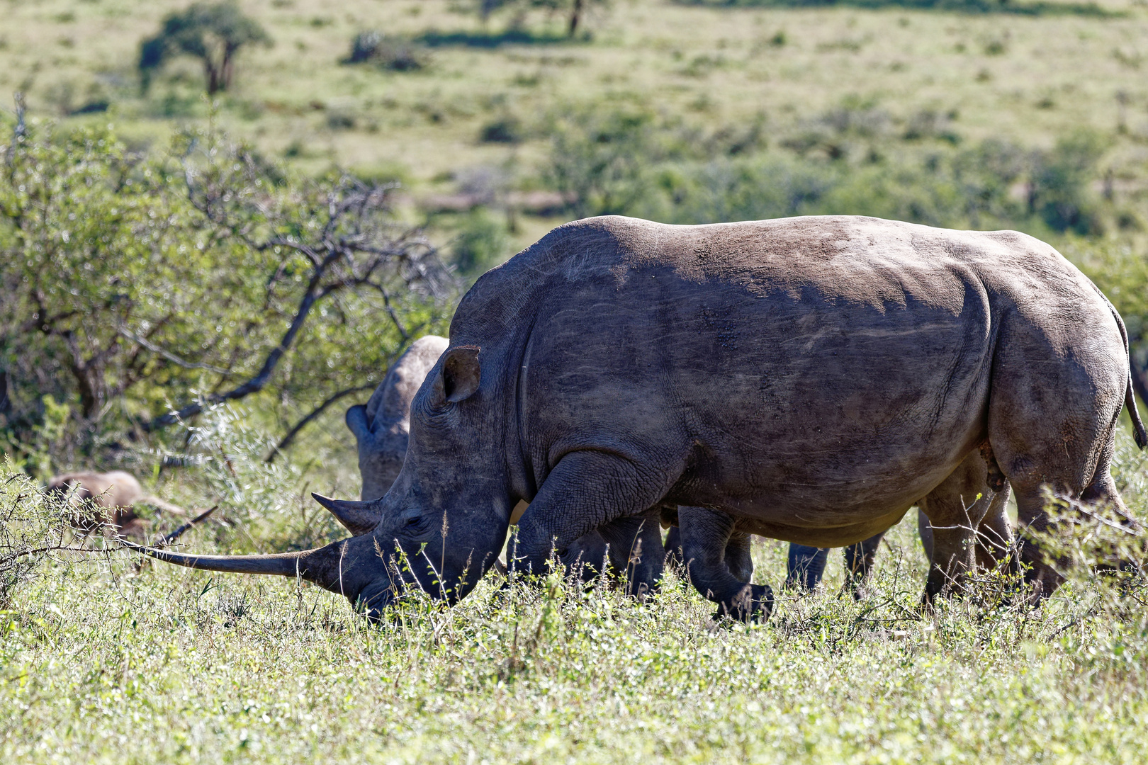 Breitmaulnashorn_4