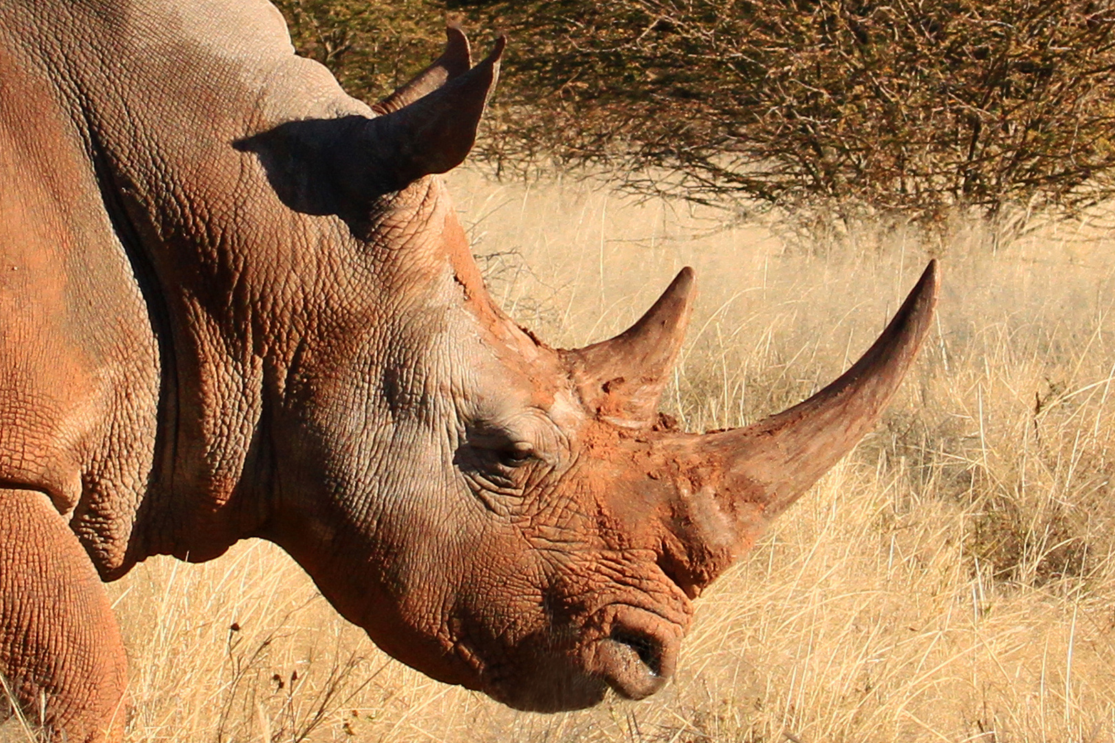 Breitmaulnaushorn, Waterberg, Namibia