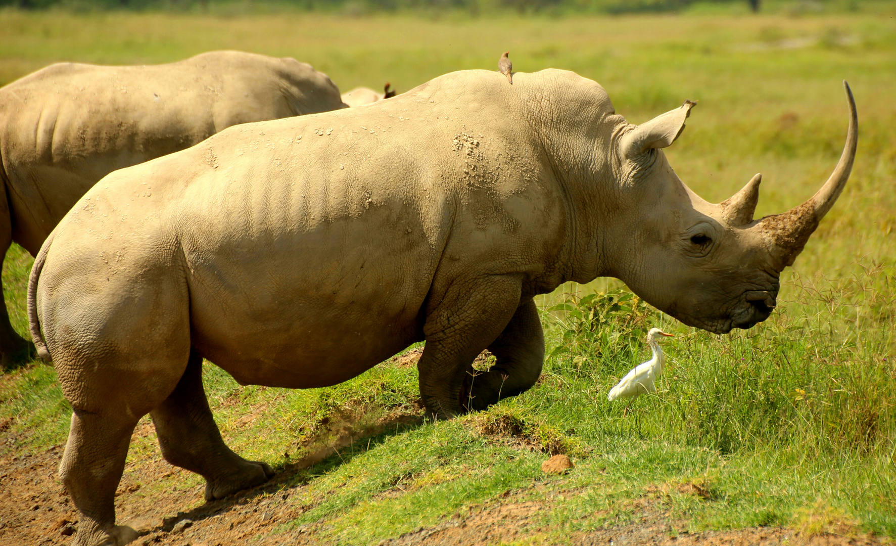 Breitmausnashorn