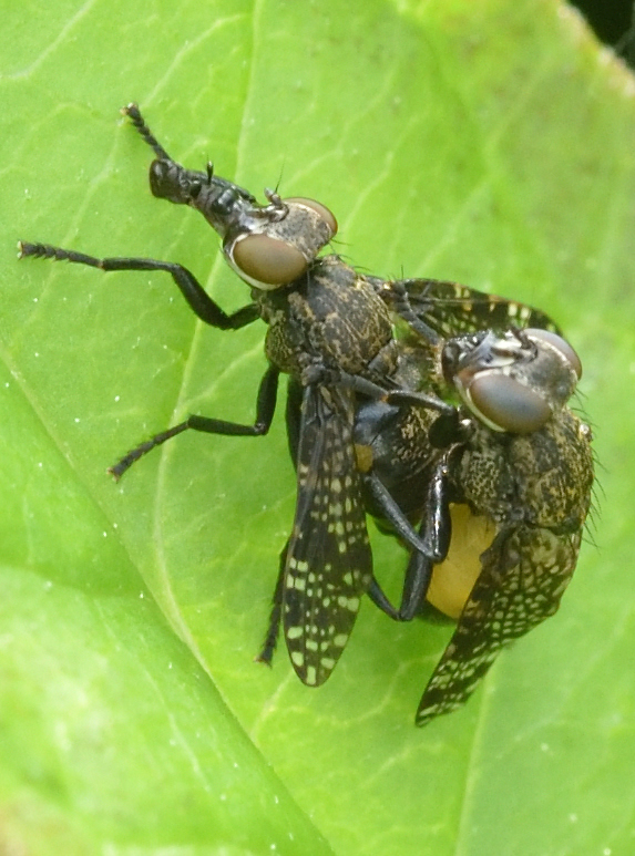 Breitmundfliege 