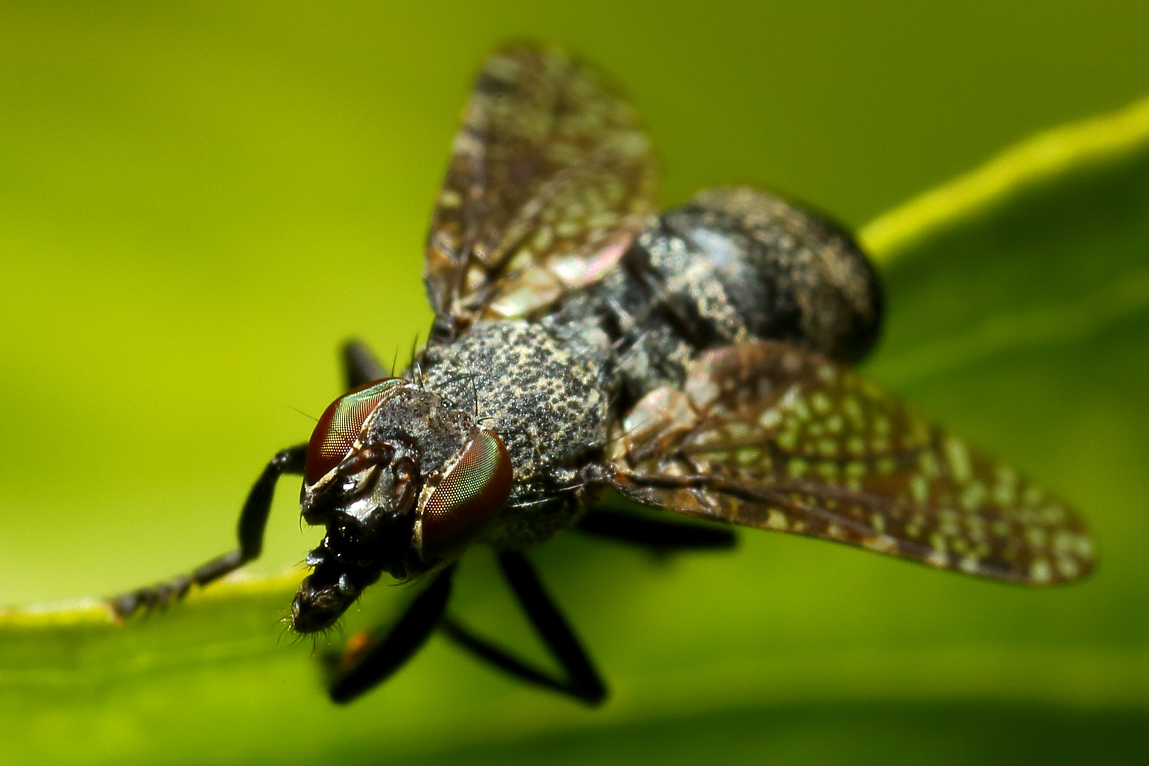 Breitmundfliege (Platystoma seminationis)