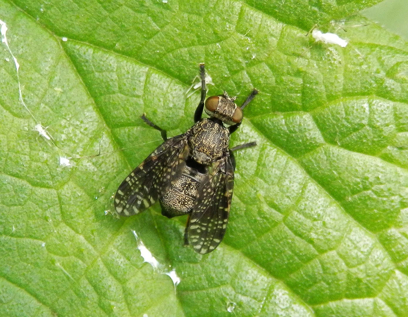 Breitmundfliege Platystoma seminationis