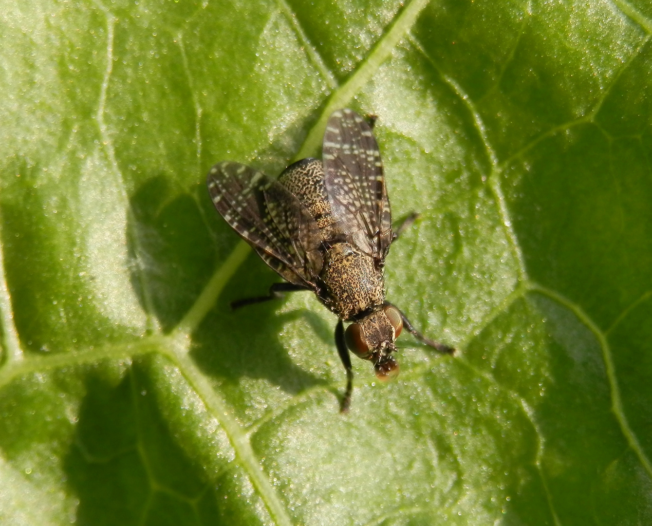 Breitmundfliege Platystoma seminationis von vorne