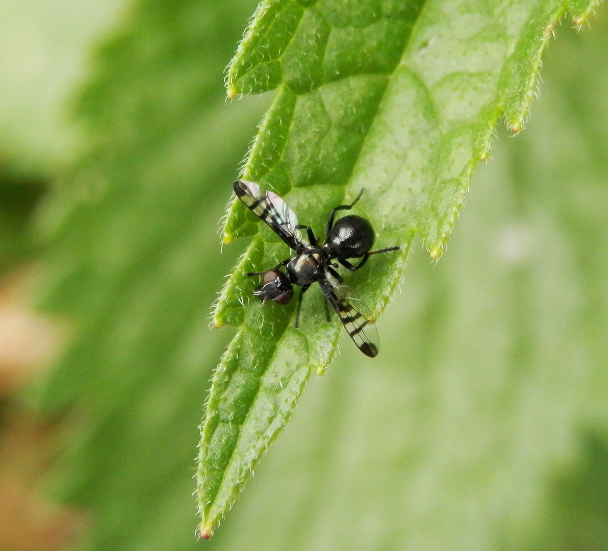 Breitmundfliege Rivellia syngenesia