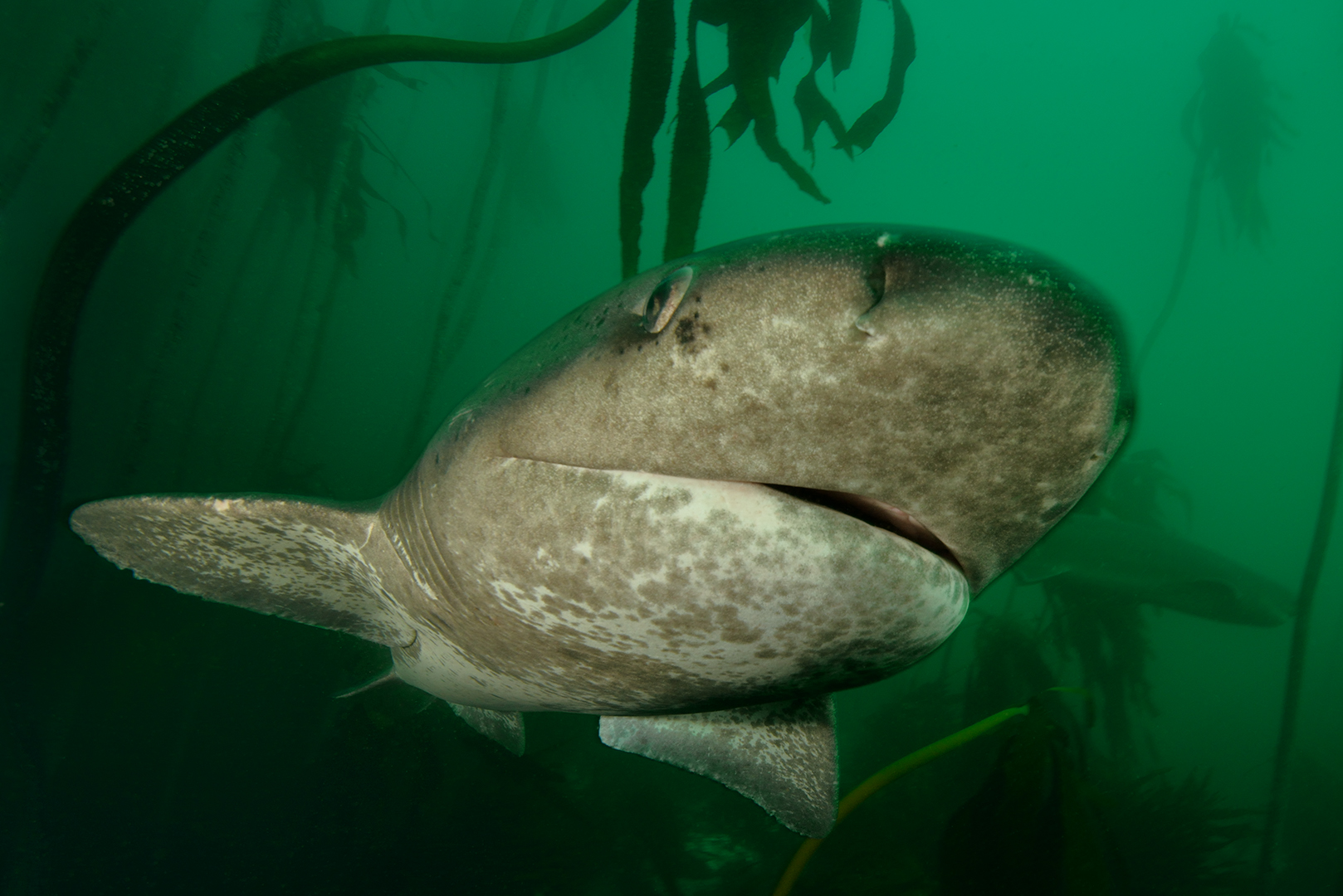 Breitnasen-Siebenkiemerhai im Kelpwald der False Bay/Südafrika  (Notorynchus cepedianus)