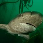 Breitnasen-Siebenkiemerhai im Kelpwald der False Bay/Südafrika  (Notorynchus cepedianus)