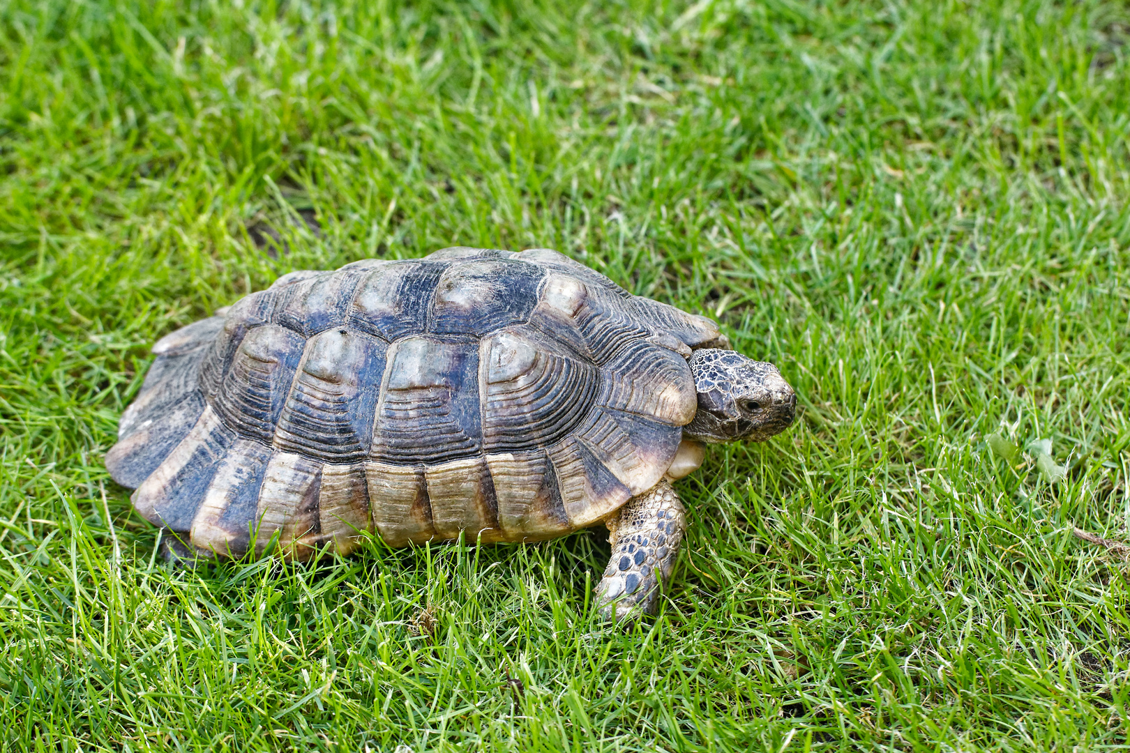 Breitrandschildkröte