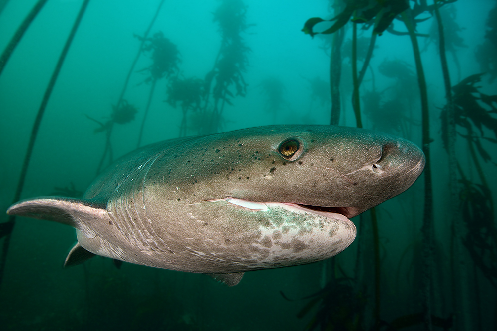 Breitschnautzen-Siebenkiemer (Notorhynchus cepedianus)