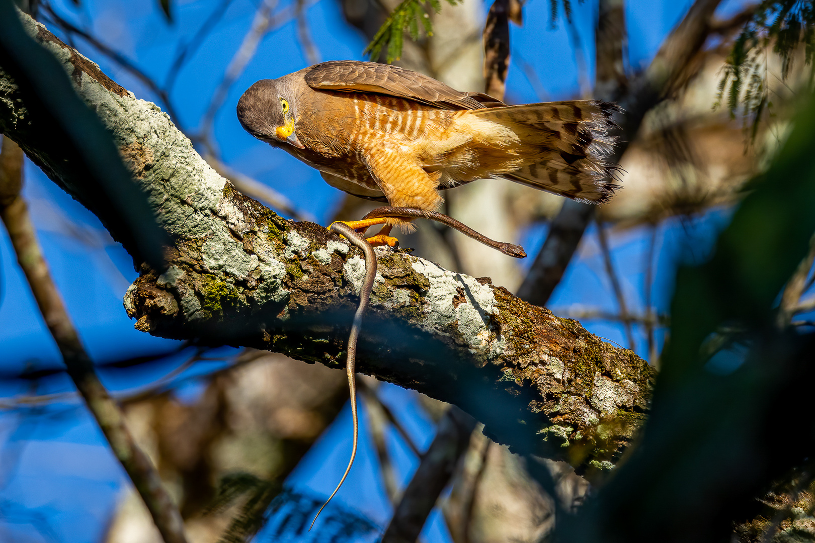 Breitschwingenbussard (Broad-winged Hawk)