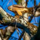 Breitschwingenbussard (Broad-winged Hawk)