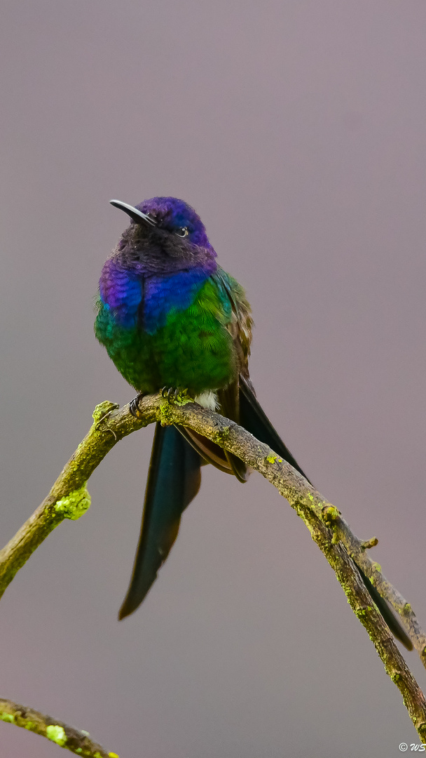 Breitschwingenkolibri (Eupetomena macroura)