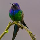 Breitschwingenkolibri (Eupetomena macroura)