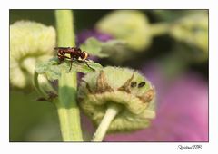 Breitstirnblasenkopf-Fliege...