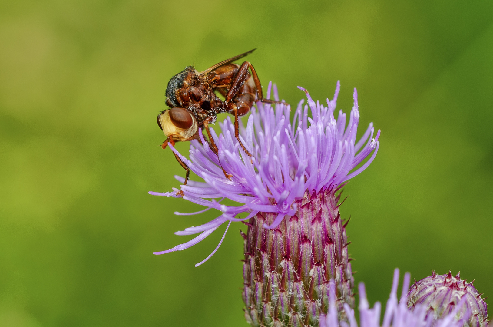 Breitstirnblasenkopffliege (Sicus ferrugineus)