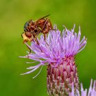 Breitstirnblasenkopffliege (Sicus ferrugineus)