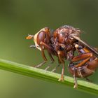 Breitstirnblasenkopffliege  (Sicus ferrugineus) 